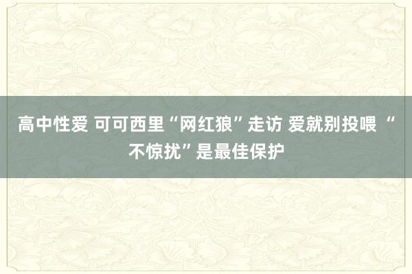 高中性爱 可可西里“网红狼”走访 爱就别投喂 “不惊扰”是最佳保护